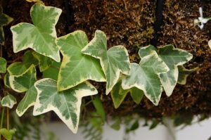 Hedera helix f. helix