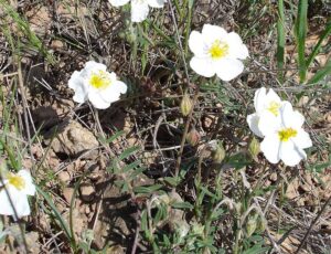 Helianthemum asperum subsp. asperum
