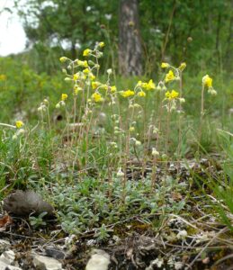 Helianthemum canum subsp. canum