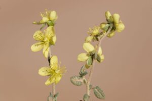 Helianthemum lippii