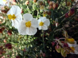 Helianthemum marminorense
