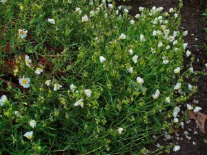 Helianthemum nummularium subsp. nummularium