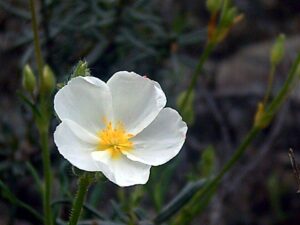 Helianthemum violaceum subsp. violaceum