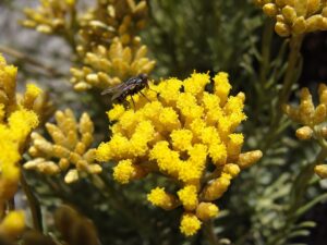 Helichrysum serotinum subsp. serotinum
