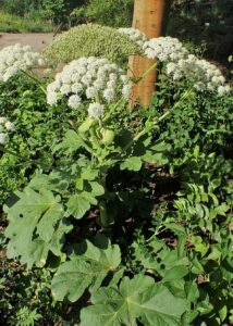 Heracleum platytaenium