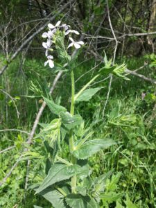 Hesperis sylvestris
