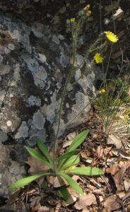 Pilosella anchusoides