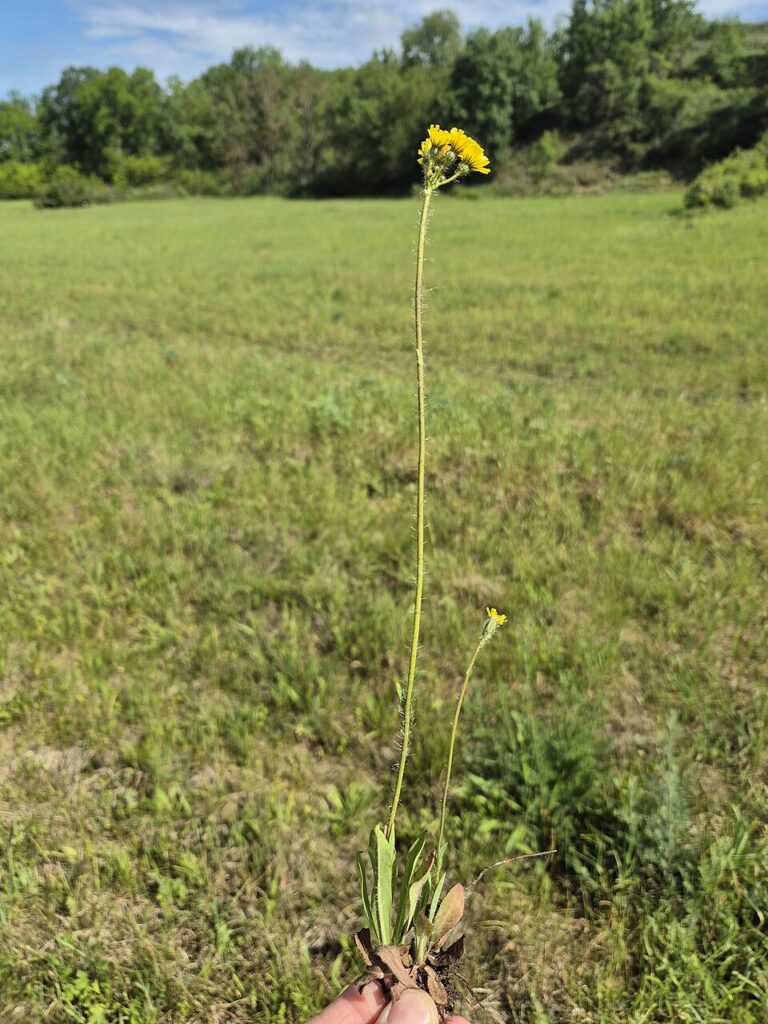 Pilosella bauhini