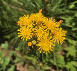 Pilosella caespitosa