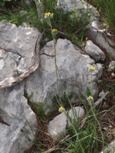 Pilosella cymosa subsp. cymosa