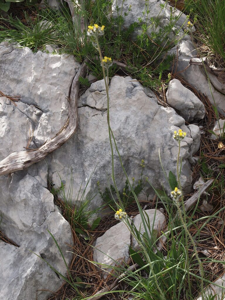 Pilosella cymosa subsp. cymosa