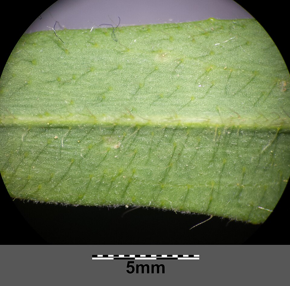 Pilosella densiflora