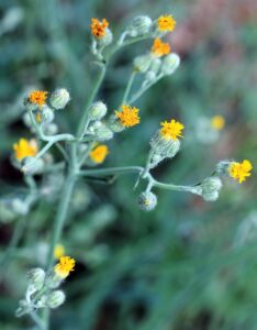 Pilosella echioides