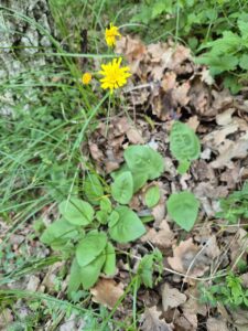 Hieracium murorum subsp. murorum