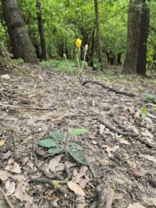 Hieracium murorum subsp. exotericoides