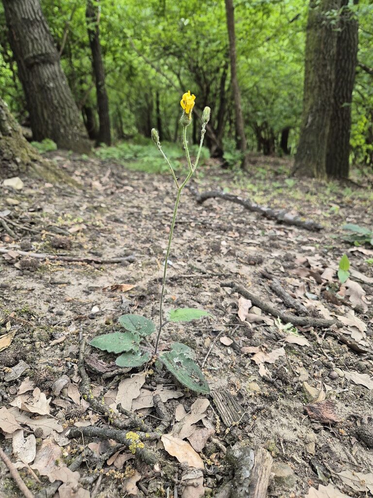 Hieracium murorum subsp. exotericoides