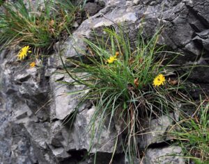 Hieracium porrifolium subsp. porrifolium