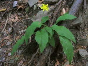 Hieracium racemosum subsp. racemosum