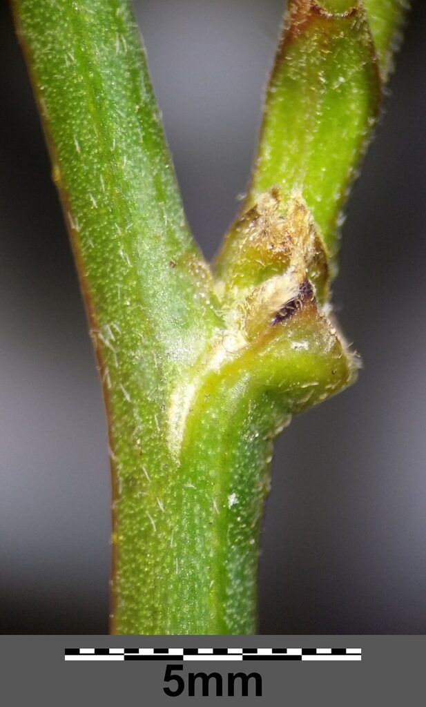 Hippocrepis emerus subsp. emerus