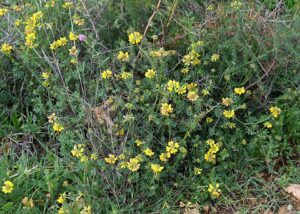 Hippocrepis rupestris