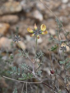 Hippocrepis scabra