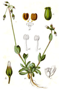 Holosteum umbellatum