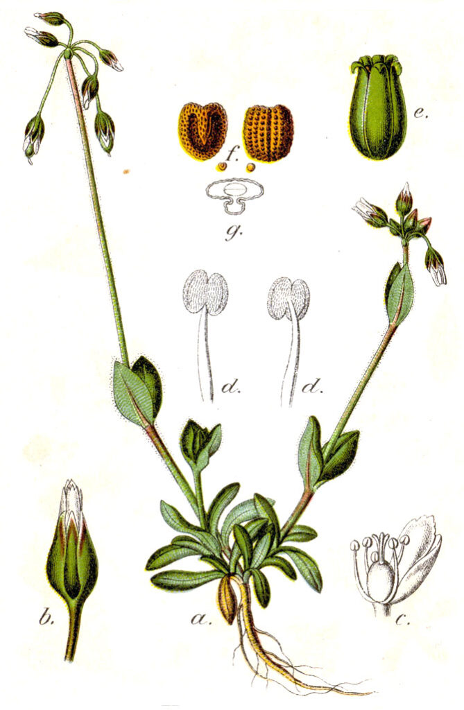 Holosteum umbellatum