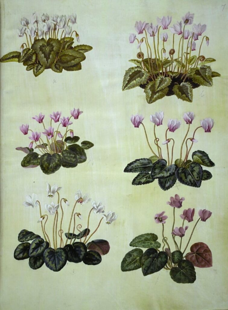 Cyclamen hederifolium subsp. hederifolium