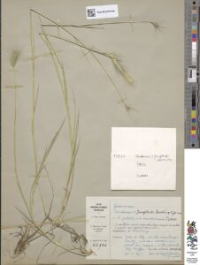 Hordeum × jungblutii