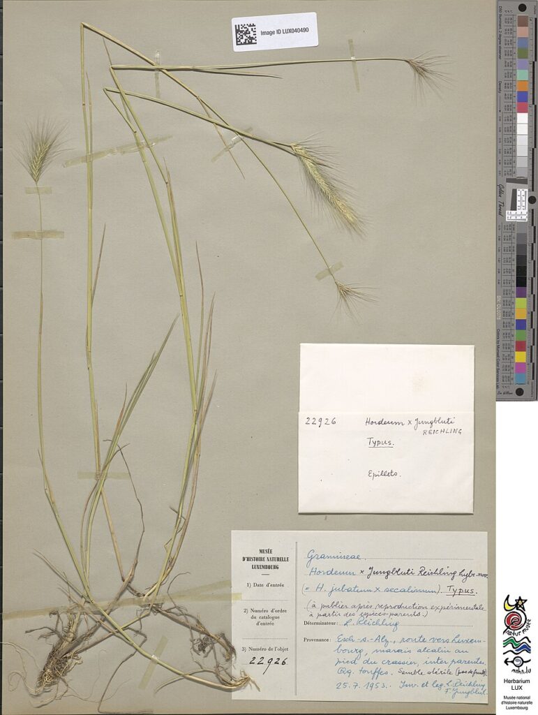Hordeum × jungblutii