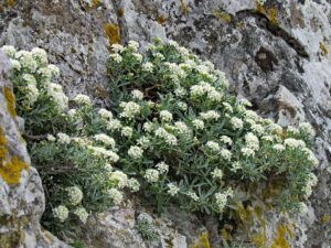 Hormathophylla spinosa