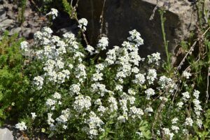 Hornungia alpina subsp. alpina