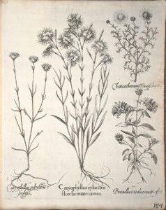 Petrorhagia grandiflora