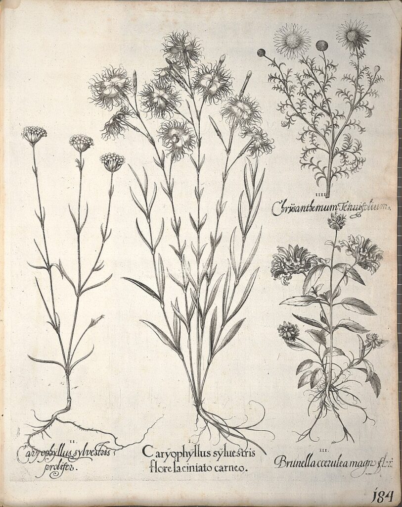 Petrorhagia grandiflora