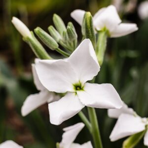 Matthiola incana