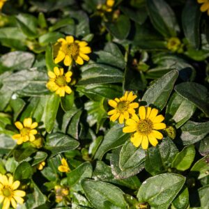 Sanvitalia procumbens