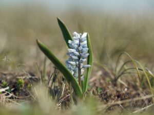 Hyacinthella