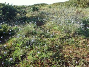 Hyacinthoides mauritanica