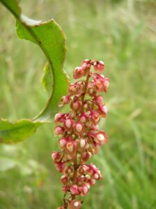 Rumex rupestris