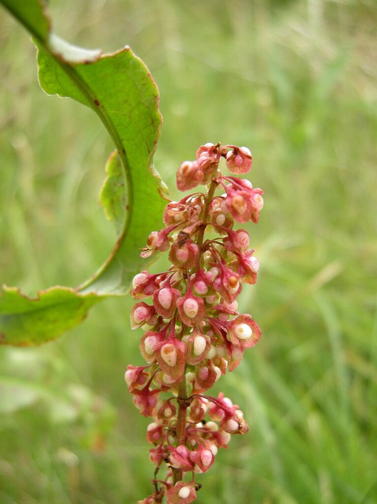 Rumex rupestris