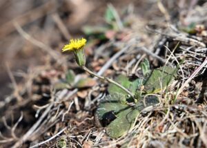 Hypochaeris radicata subsp. radicata