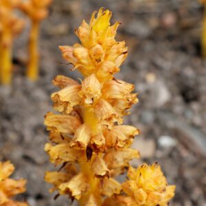 Orobanche rubi