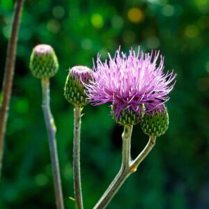 Cirsium monspessulanum subsp. monspessulanum