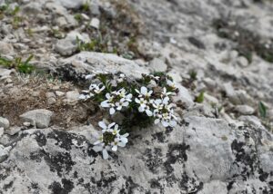 Iberis carnosa subsp. carnosa