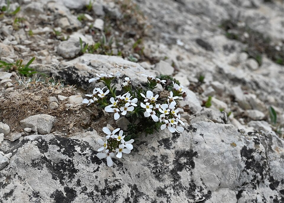 Iberis carnosa subsp. carnosa