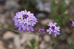 Iberis ciliata subsp. ciliata