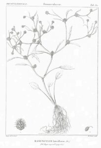 Ranunculus lateriflorus