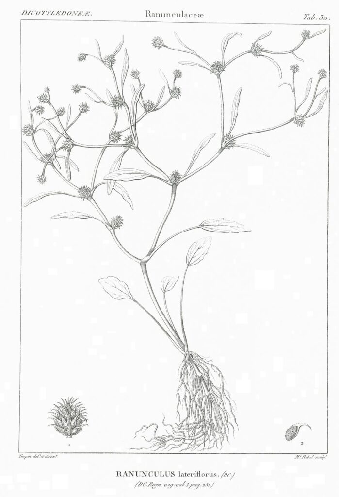 Ranunculus lateriflorus