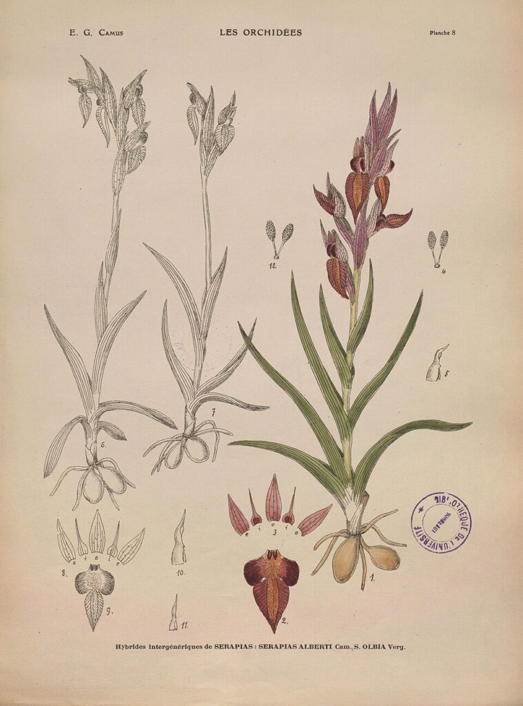 Serapias olbia