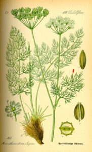 Meum athamanticum